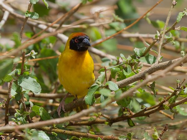 <h3><a href="/trips/tanzania/biota/animalia/chordata/aves/040 passeriformes/114 ploceidae/ploceus vitellinus/ploceus vitellinus-nl.html">Ploceus&nbsp;vitellinus</a> / Vitelline&nbsp;masked&nbsp;weaver / Dottergele&nbsp;wever</h3>OM-1 Mark II met OLYMPUS M.150-400mm F4.5, 1/2000 sec  bij F4.5, ISO 400, afstand 10.3&nbsp;m